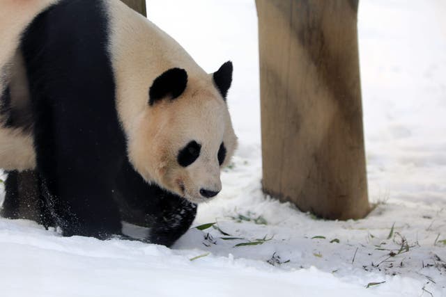 Giant panda Yang Guang plays in the snow at Edinburgh Zoo (RZSS/PA)
