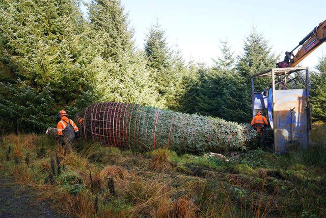 Forestry workers fell a Sitka Spruce tree in Northumberland’s Kielder Forest before it makes the 330-mile journey south to Westminster (Owen Humphreys/PA)