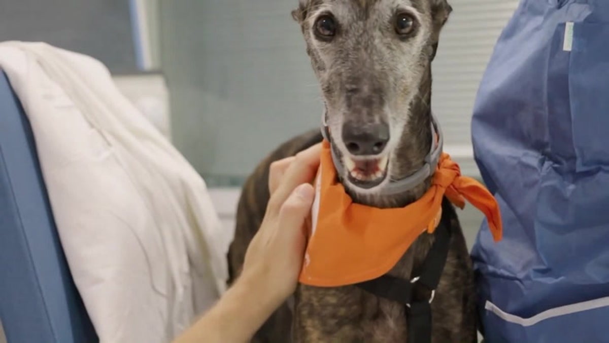 Dogs comfort intensive care patients as Spanish hospital introduces furry friends for wellbeing
