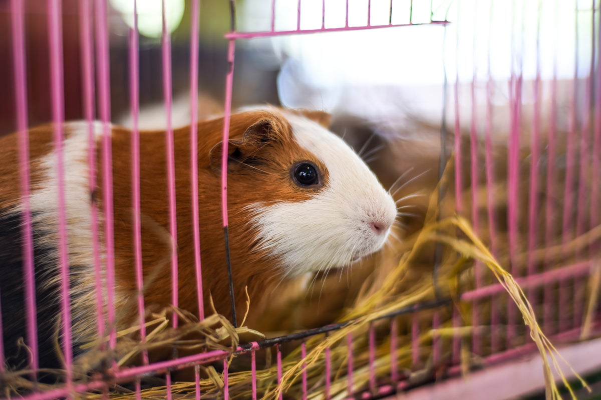 ‘Overwhelmed’ house with 400 guinea pigs discovered in LA