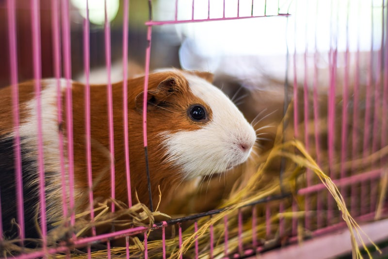 Pets at Home forced to stop selling guinea pigs after strep outbreak