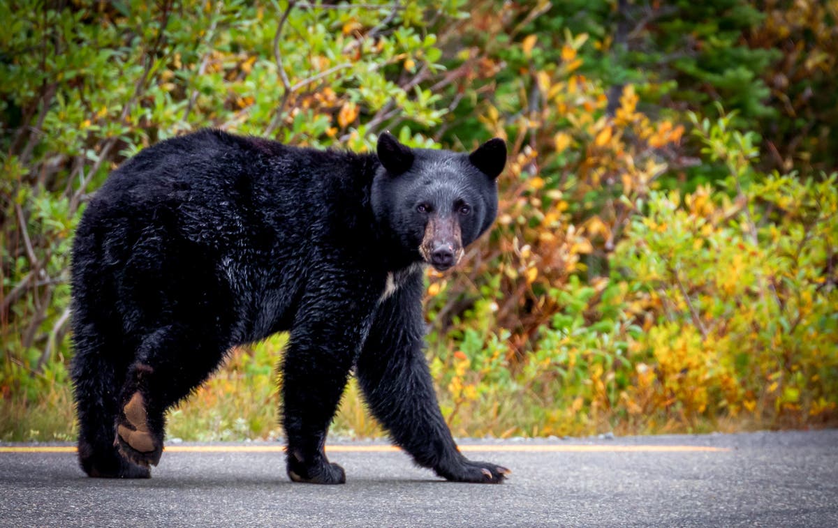 Mystery as bear ransacks California home where woman&rsquo;s body was found