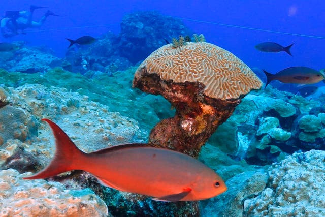 Climate Texas Coral Reefs