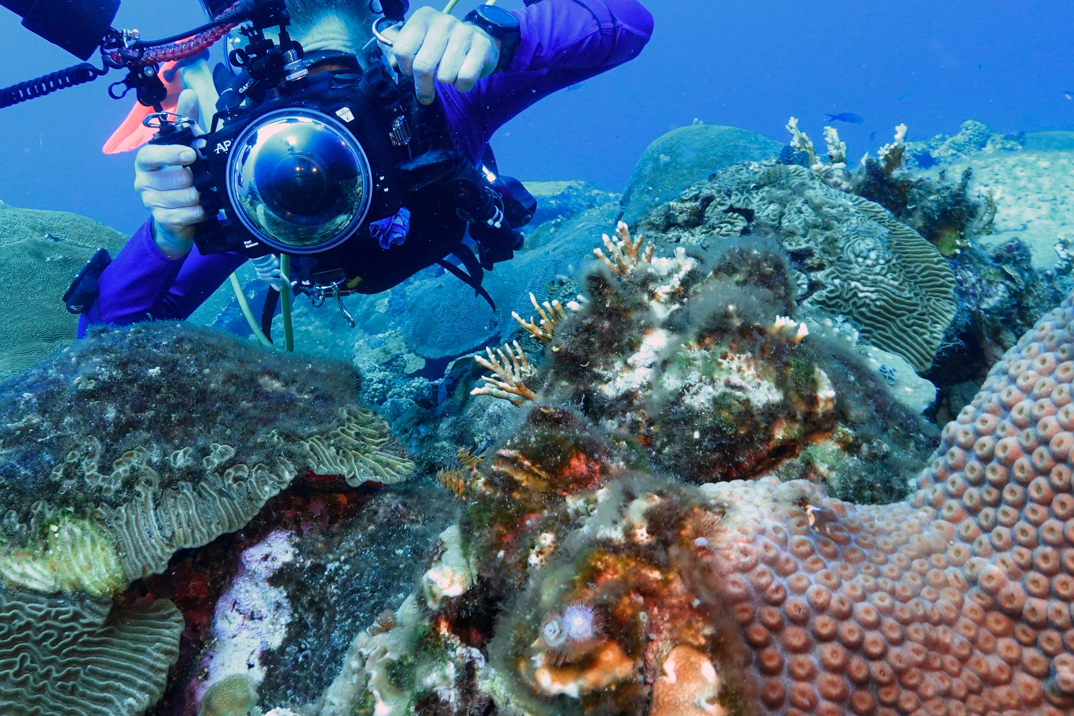 Climate Texas Coral Reefs