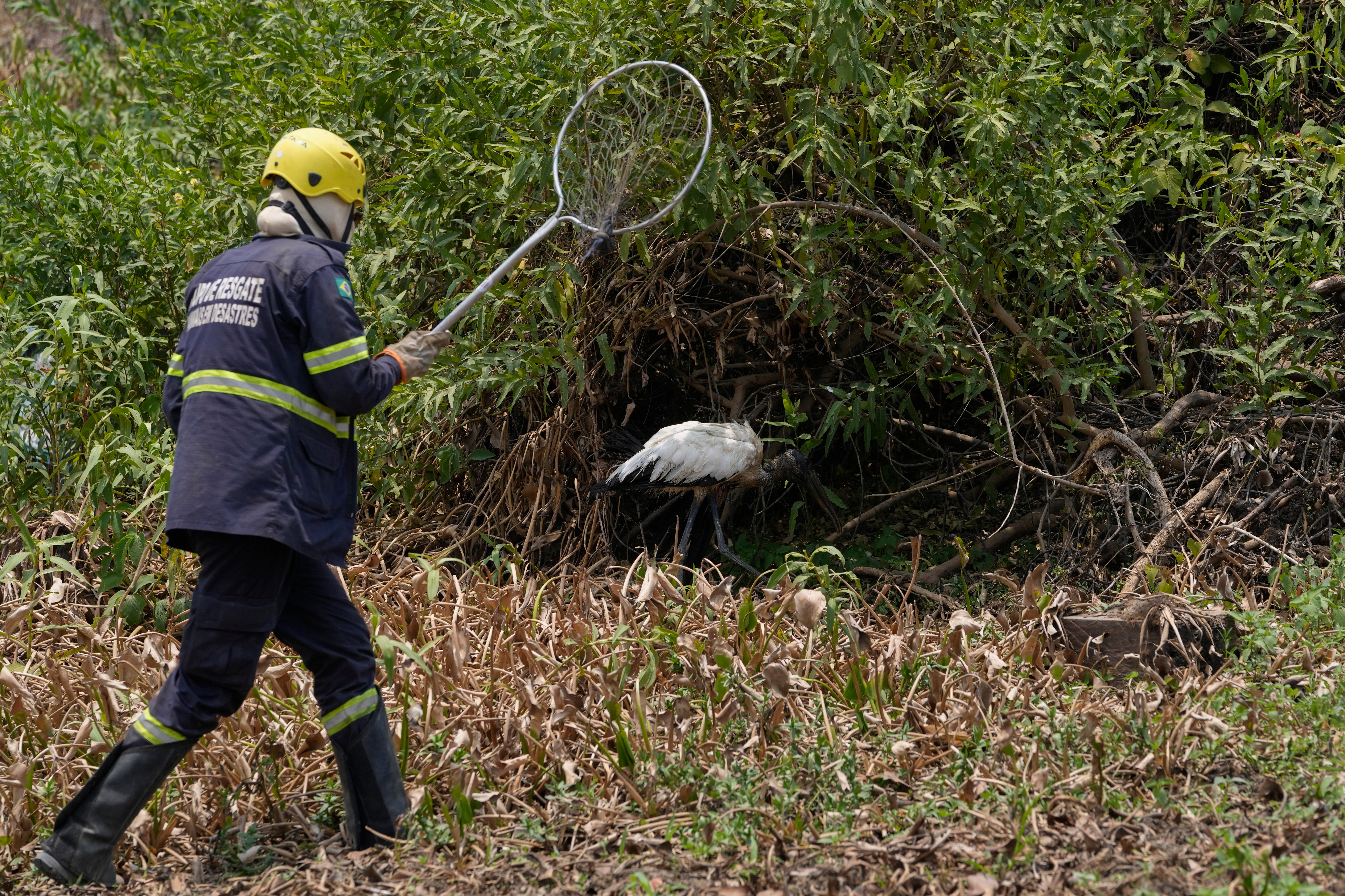 Brazil Wetland Wildfires