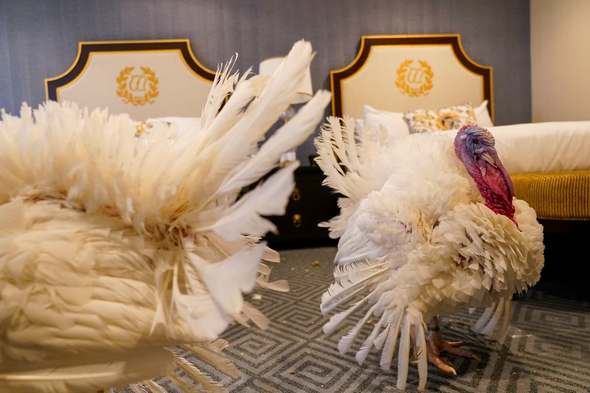 Biden is spending his 81st birthday honoring White Home custom of pardoning Thanksgiving turkeys