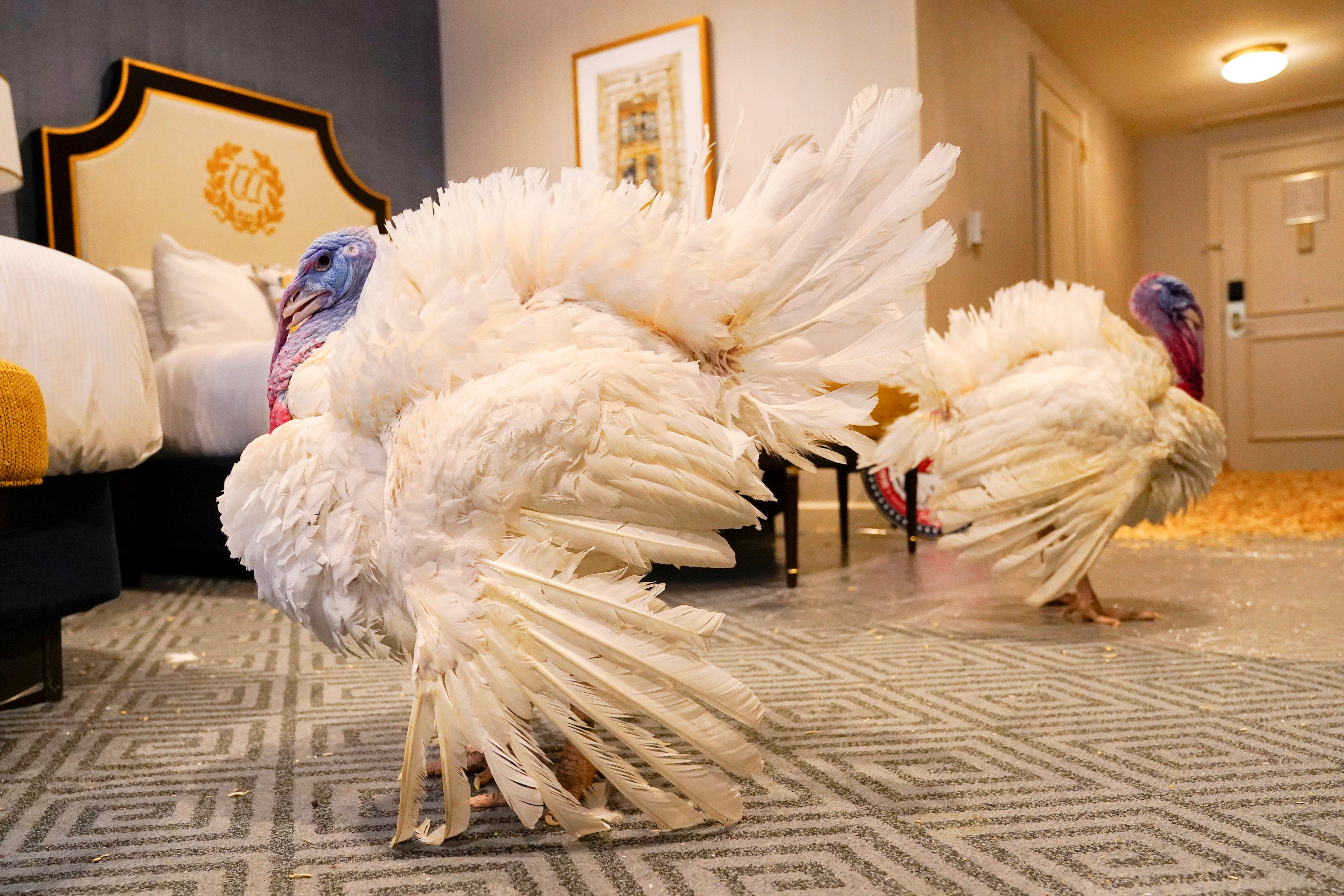 Biden Turkey Pardon