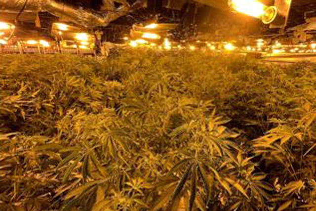 A large cannabis factory in the middle of Winchester city centre (Hampshire Police/PA)