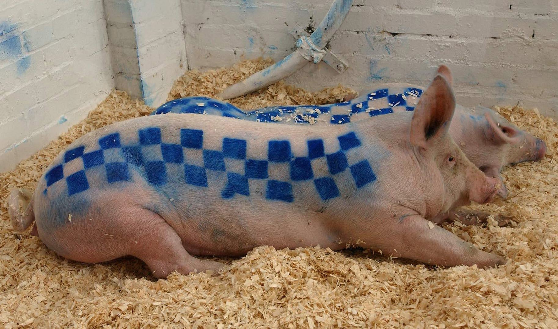 A live pig at Banksy’s first UK exhibition, 2003’s Turf War