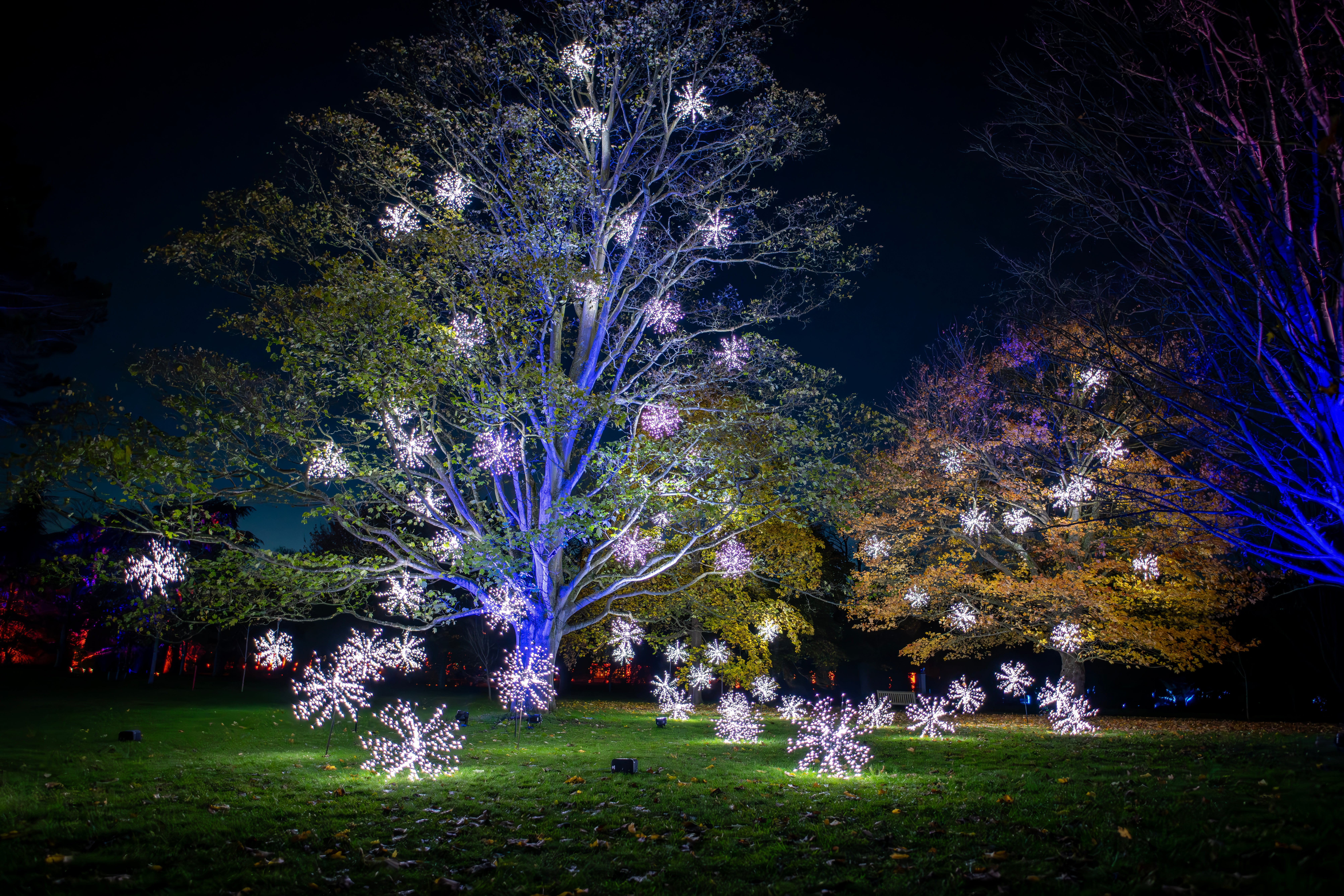 Experience ‘nature by night’ at Kew Gardens