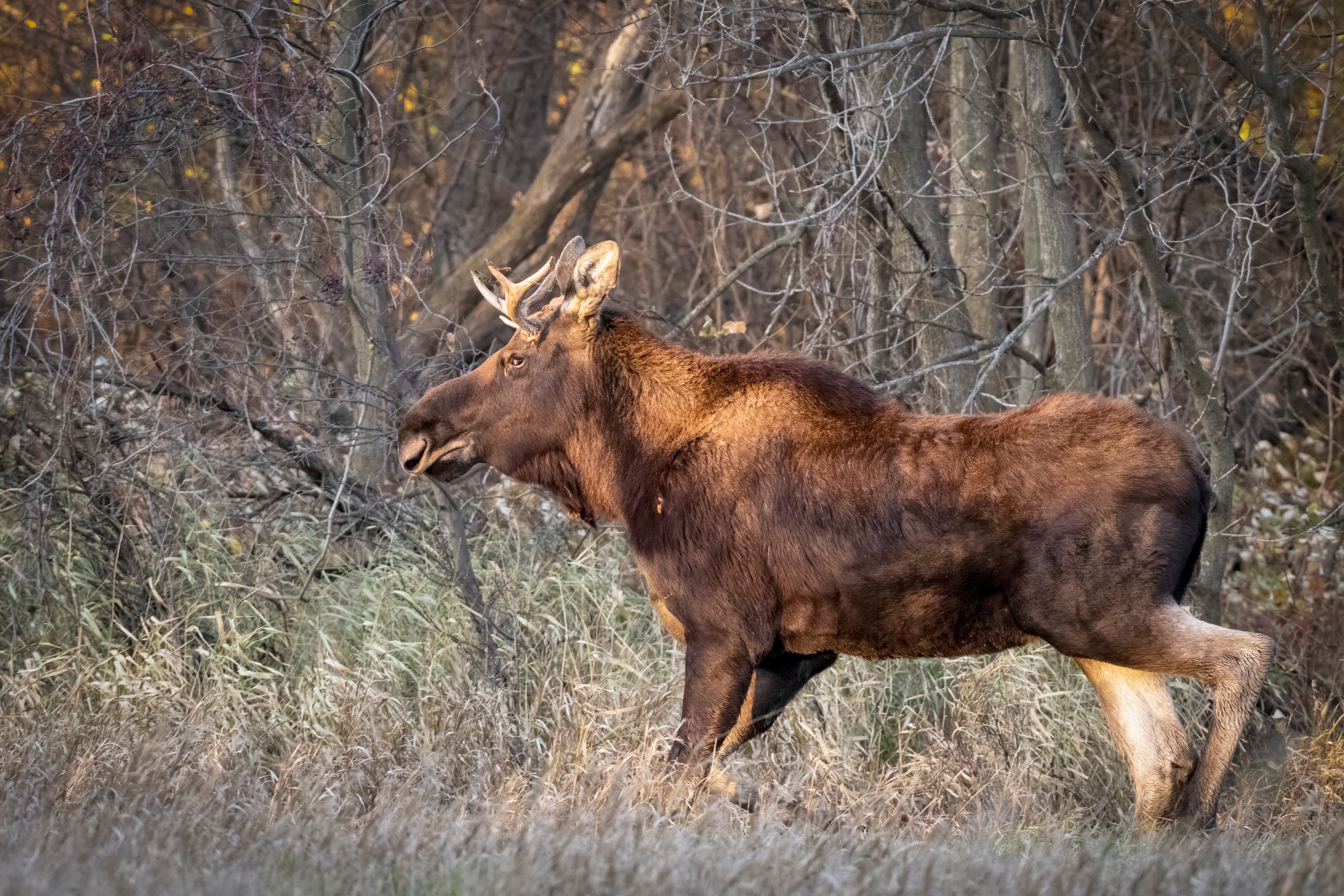 Rutt, the viral moose