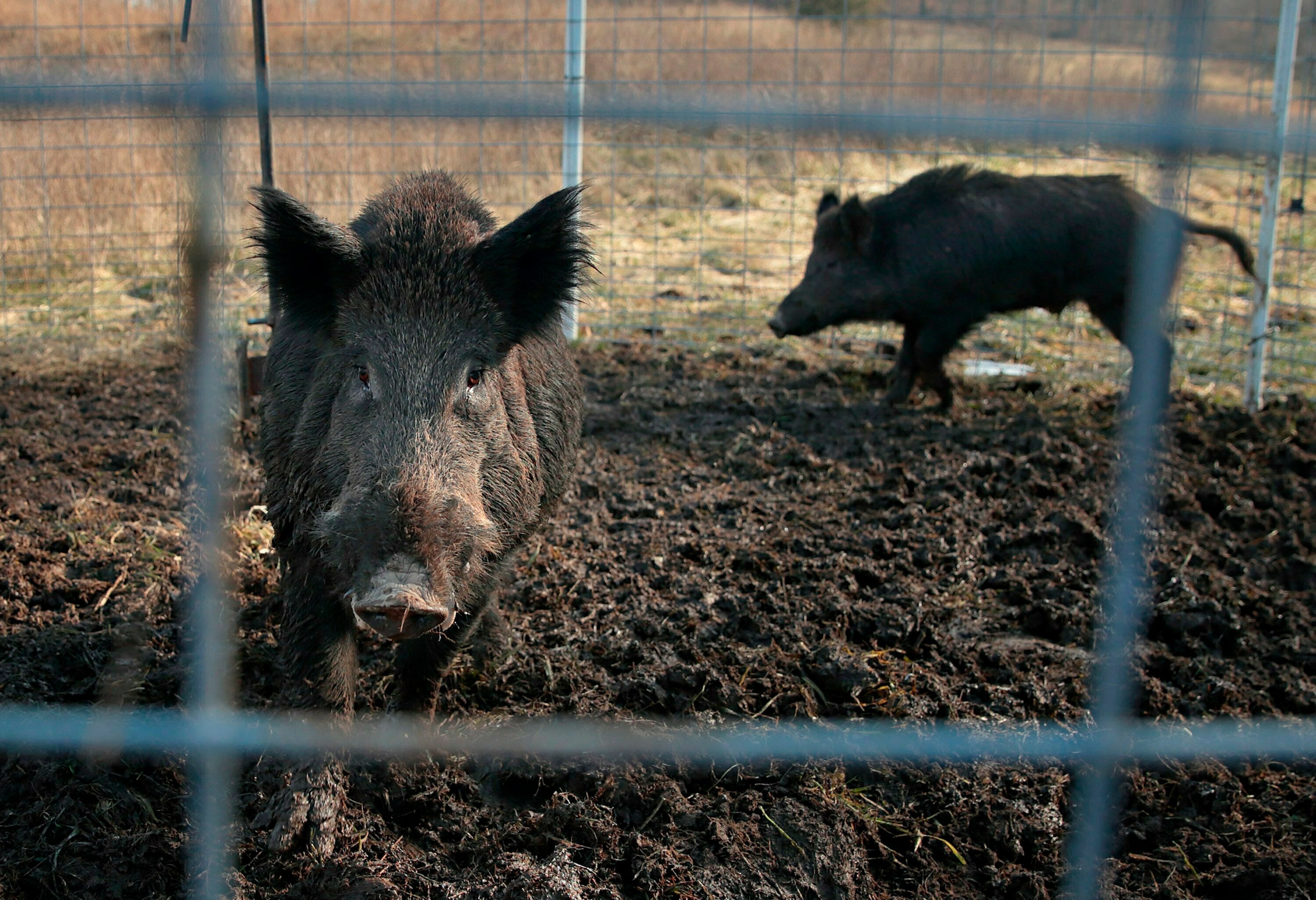 Two feral hogs caught in a trap on a farm in rural Montana in 2019