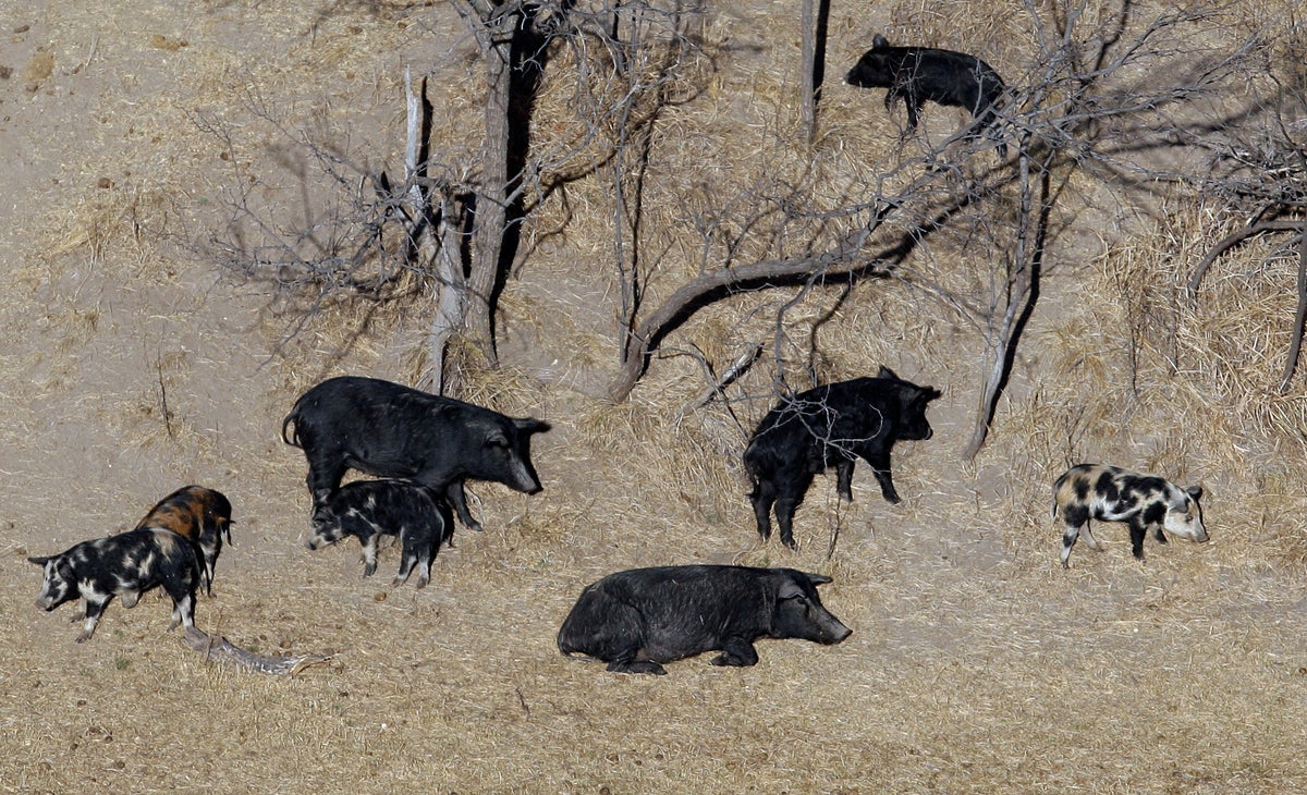 Canadian ‘super pigs’ threaten to invade US