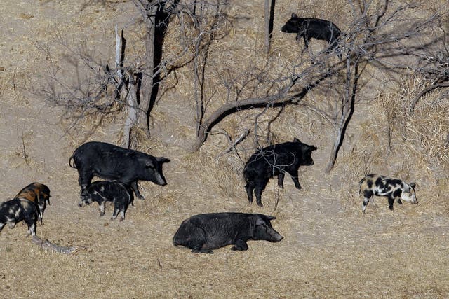 Wild Pigs-Northern Threat
