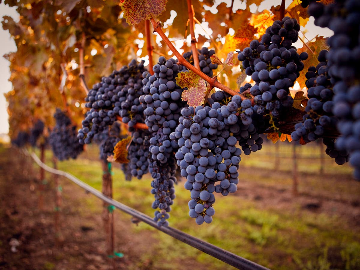 Cabernet Sauvignon: Uncorking the world’s most misunderstood red wine