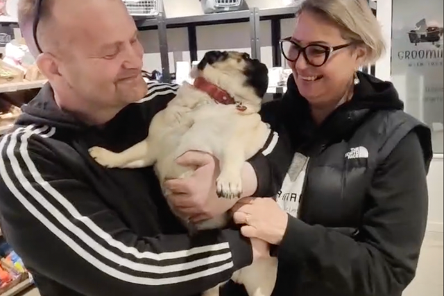 <p>Matthias and Lana Jonsson were reunited with their pugs Mafia, 3, and Maria, 1, after 11 days</p>