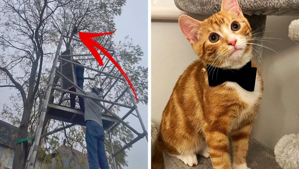 Owners build scaffolding to rescue pet kitten stuck up tree for two days