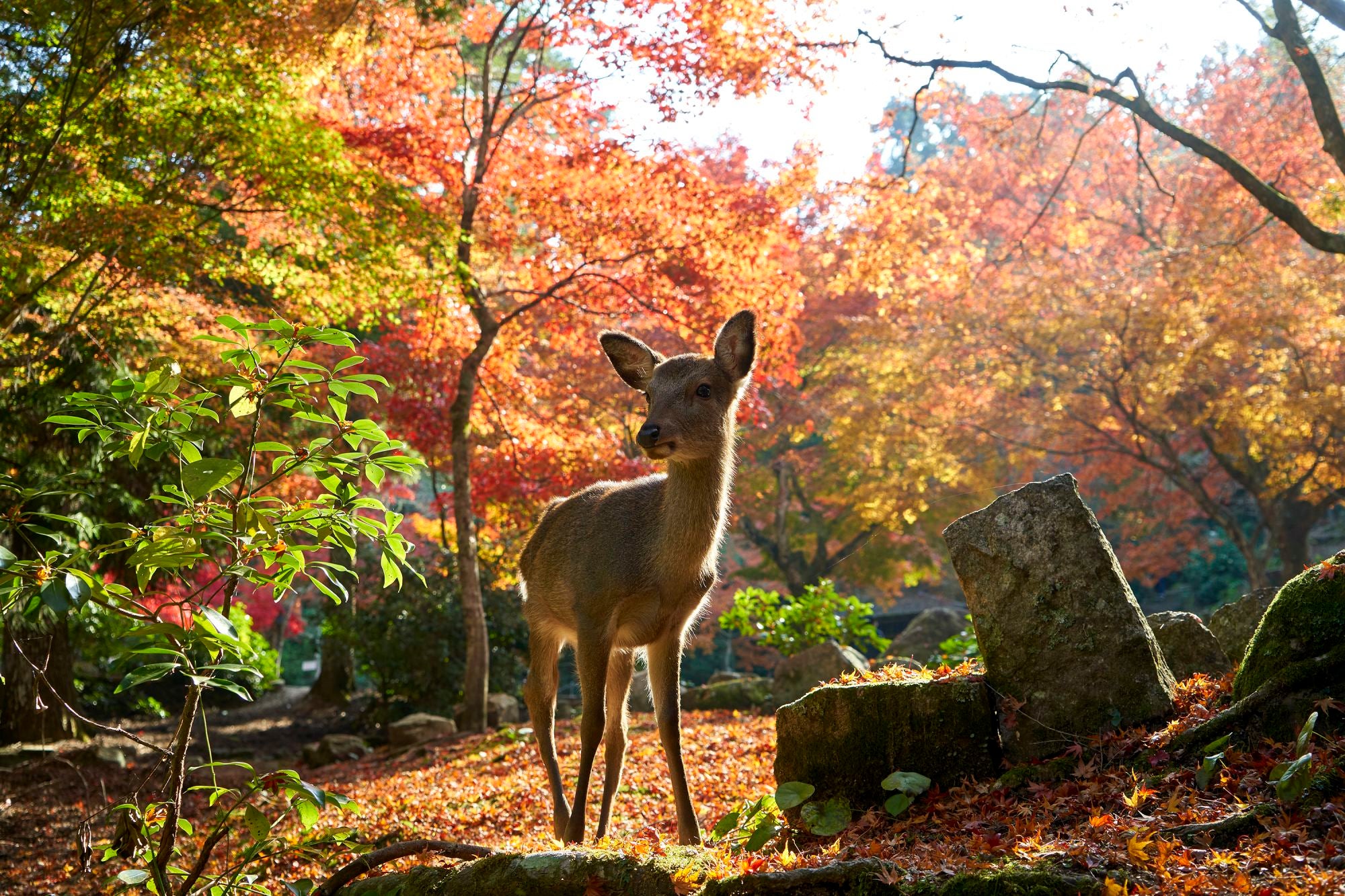 A deer amid the resplendent leaves of Momijidani Park