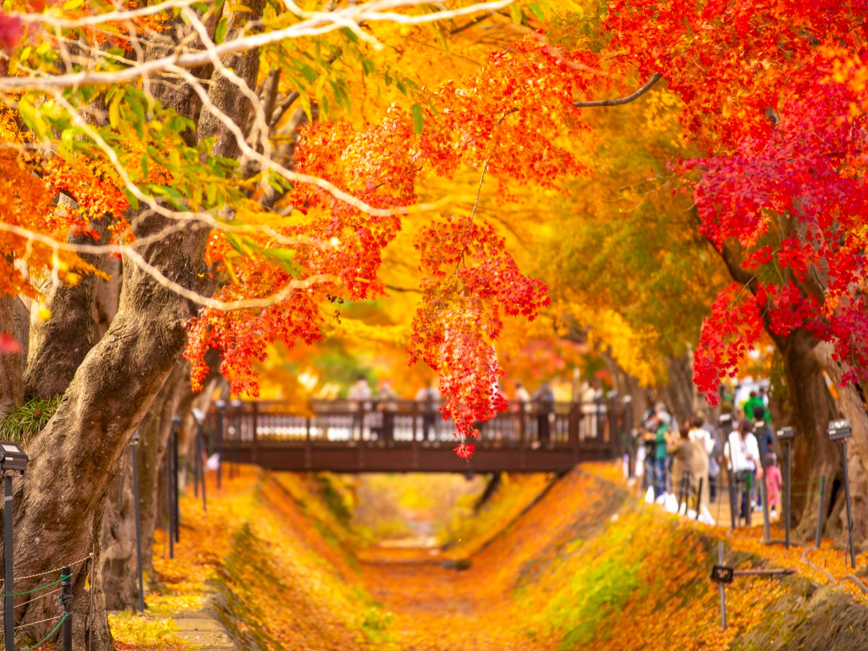 Leaves rival blossom in Japan on an autumnal escape