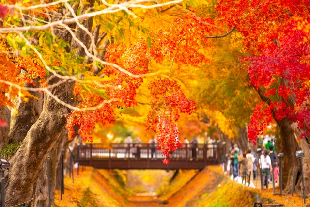 <p>Leaves rival blossom in Japan on an autumnal escape</p>