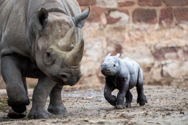 Zookeepers at Chester Zoo have celebrated the birth of a critically endangered eastern black rhino. (Chester Zoo/ PA)