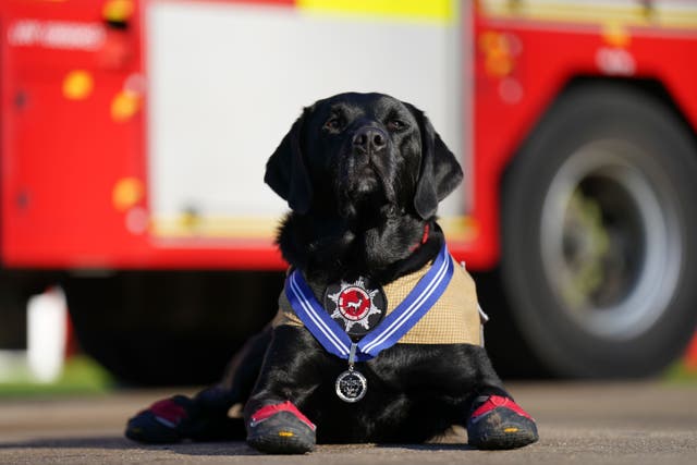 Britain’s longest-serving fire investigation dog, Labrador Reqs, receives his PDSA Order of Merit medal (Joe Giddens/PA)
