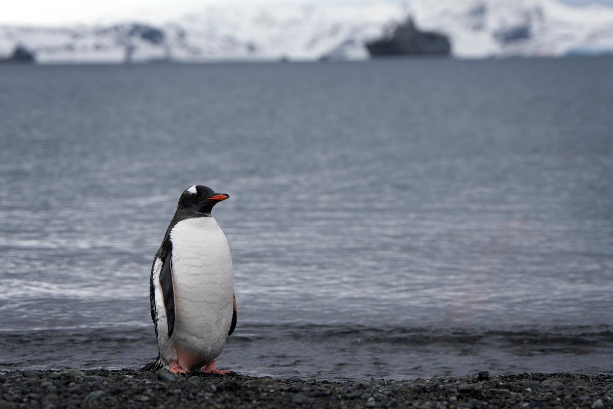 Bird flu virus found in king penguins as scientists fear global spread