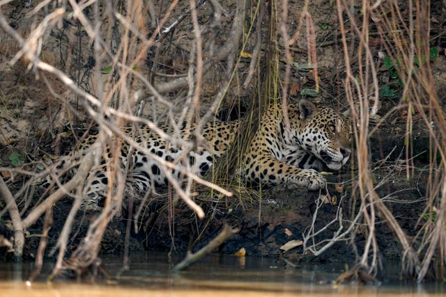 <p>A jaguar rests in an area recently scorched by wildfires at the Encontro das Aguas park in the Pantanal wetlands </p>
