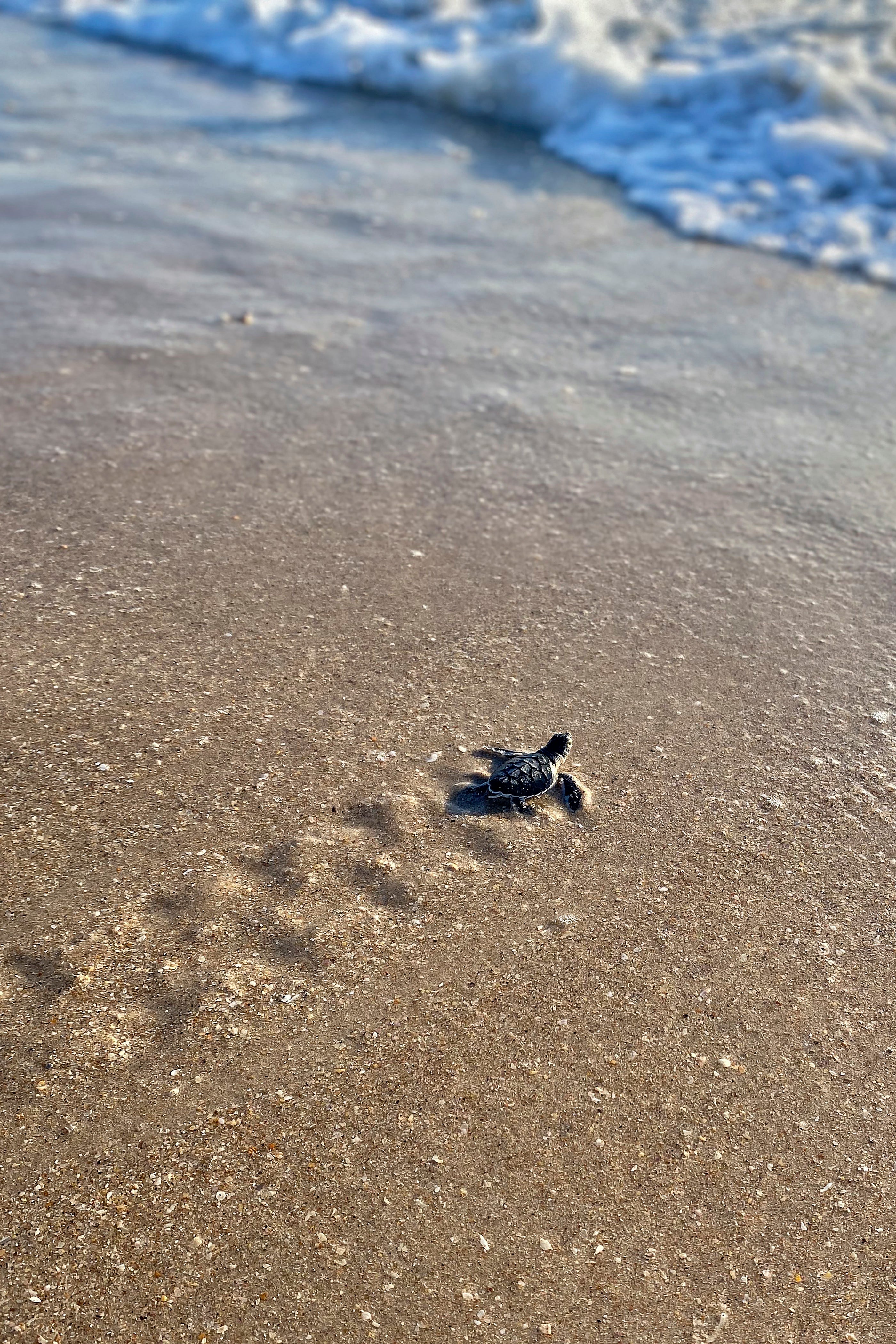 Sea Turtles Climate Threat