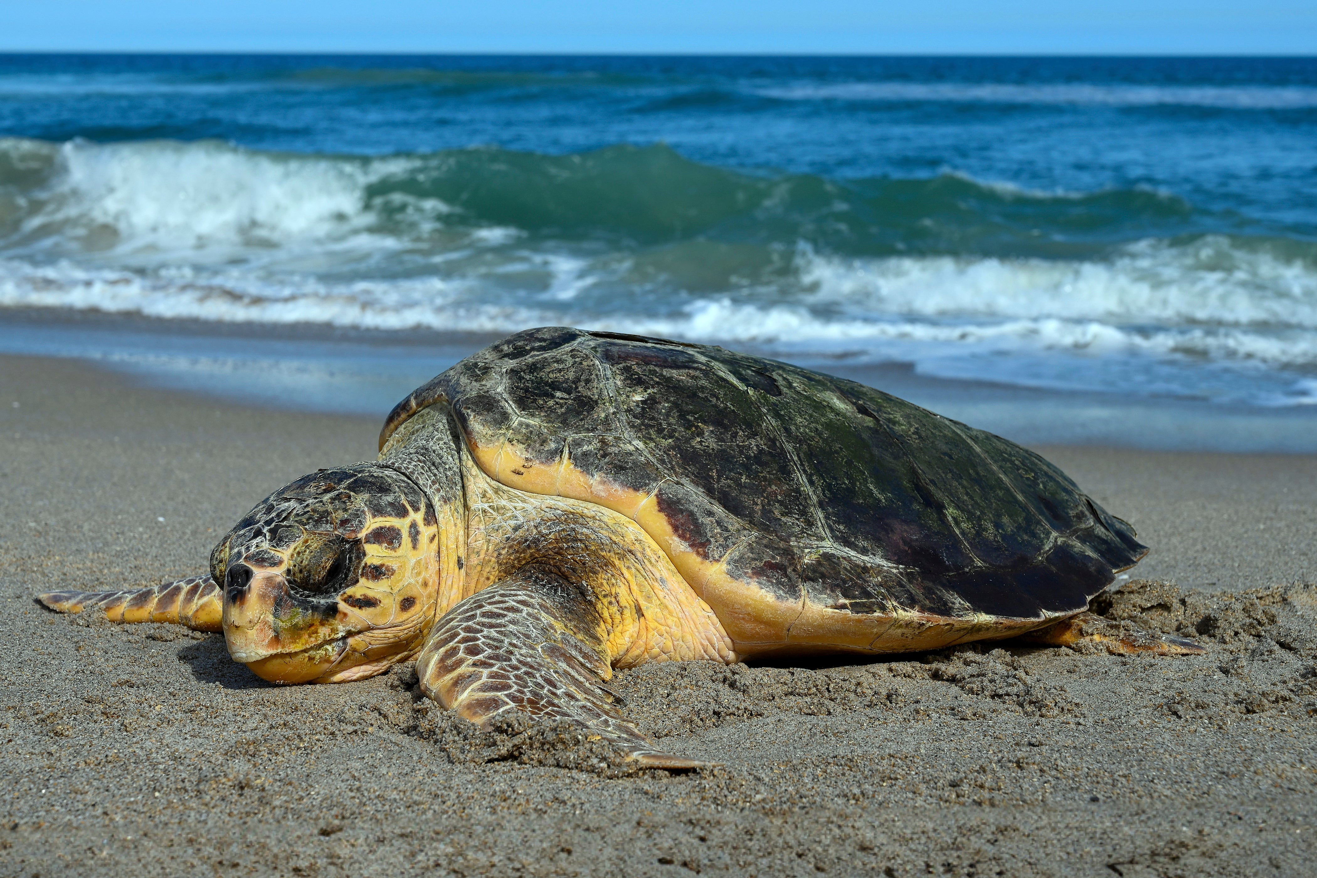 A sea turtle digs a nest on an Atlantic beach