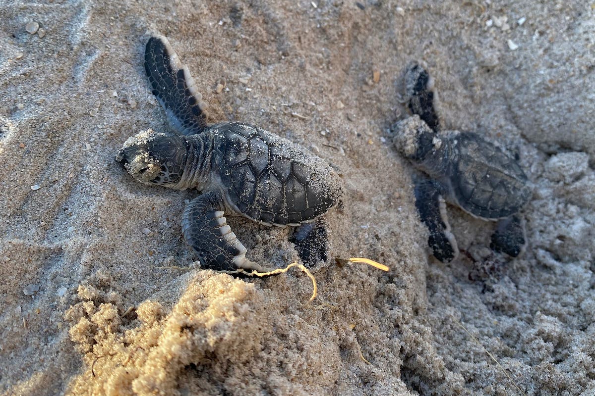 Гнездата на морски костенурки чупят рекорди по плажовете на САЩ, но глобалното затопляне застрашава оцеляването им