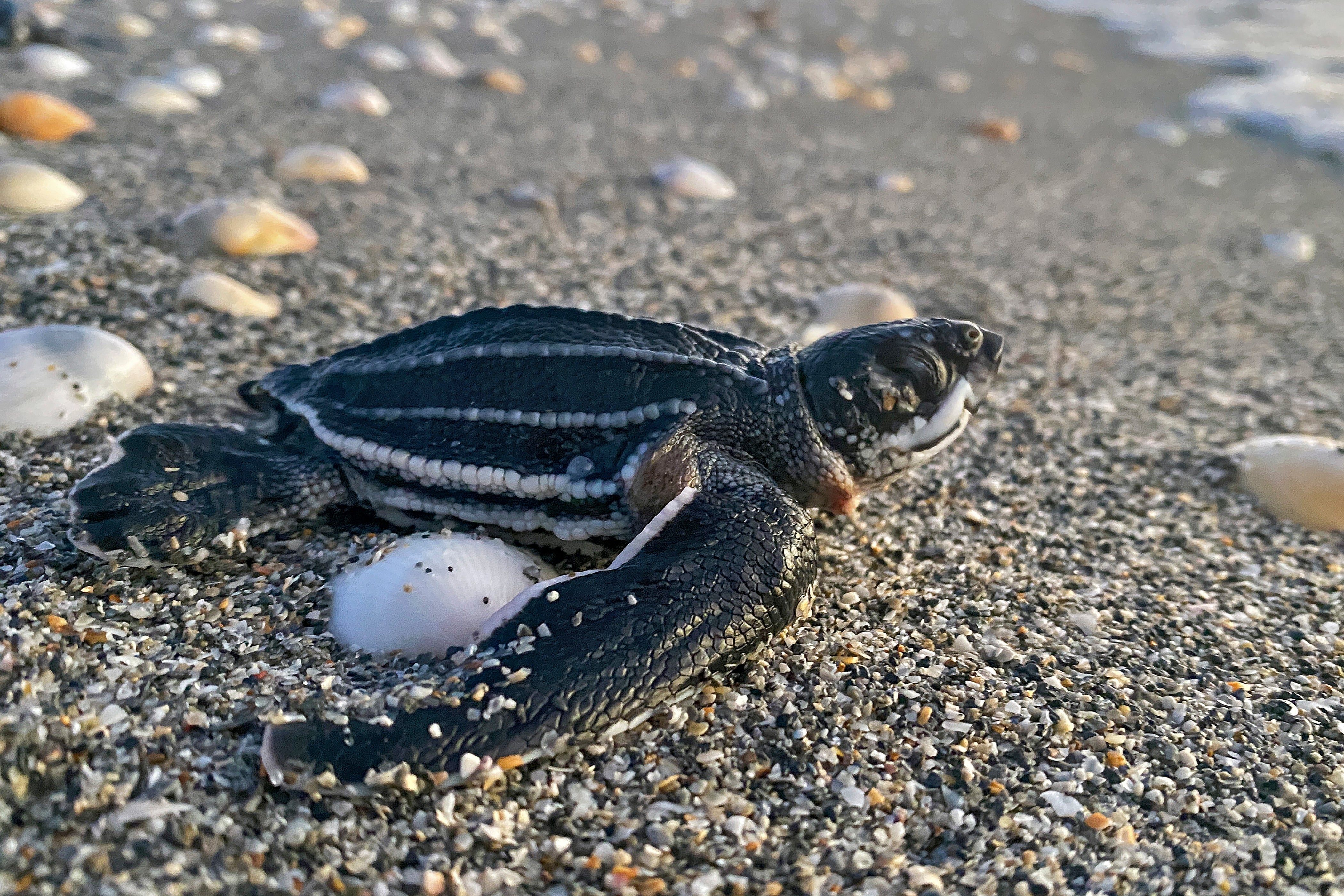 A Loggerhead Sea Turtle makes it way to the Atlantic Ocean in Juno Beach, Florida. Authorities in the state are working to stop sea turtles from getting from the beach to a nearby road in Flagler County