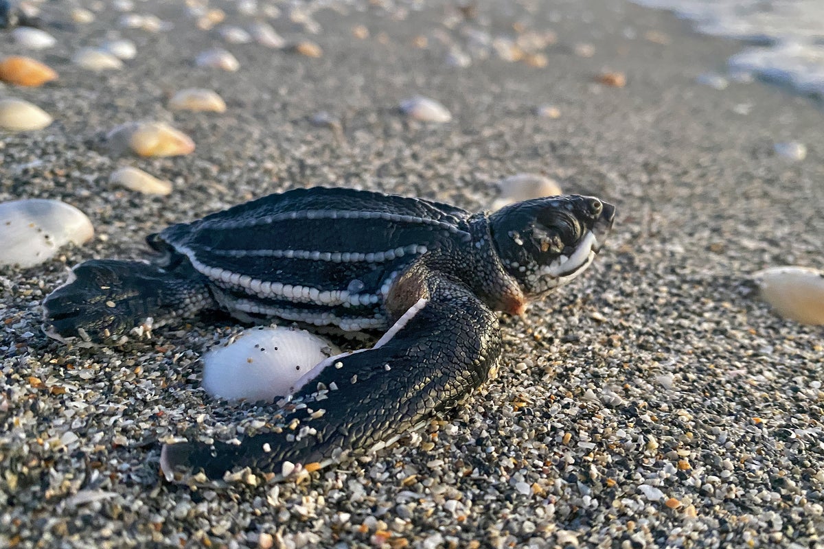 Florida scrambles for solutions to contain ‘wayward’ sea turtles from getting on to commuter road