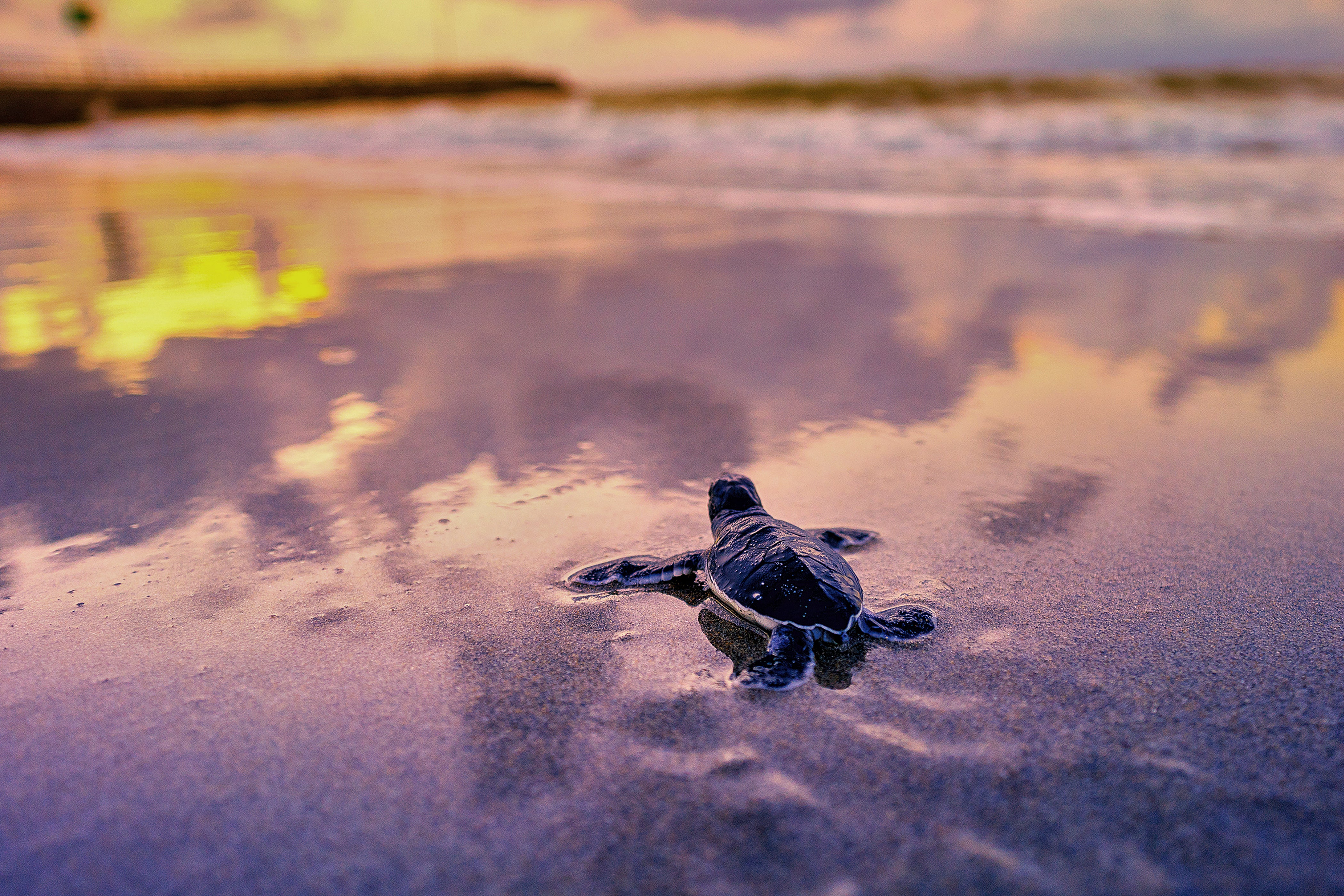 Sea Turtles Climate Threat