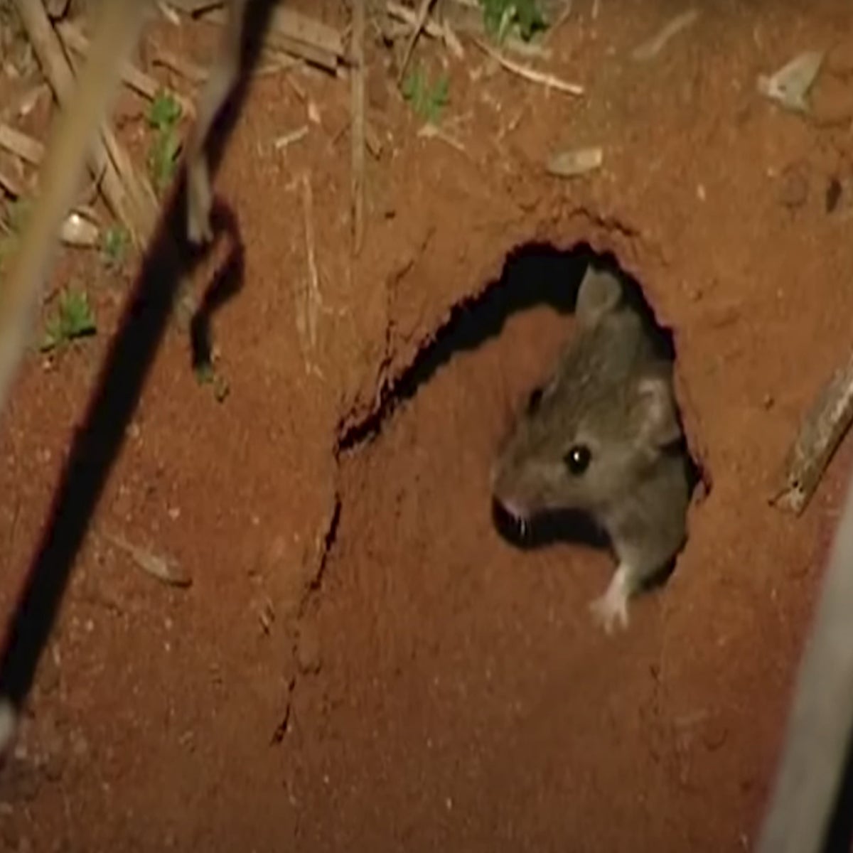 Infestation de rats de Karumba : au moins 1 000 rats morts s'échouent  chaque jour dans une ville australienne - Pacte pour le Climat