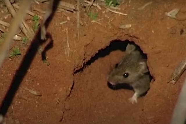 <p>Residents of a fishing town in Queensland are grappling with the challenge of managing dead rats after rat plague. Screengrab</p>