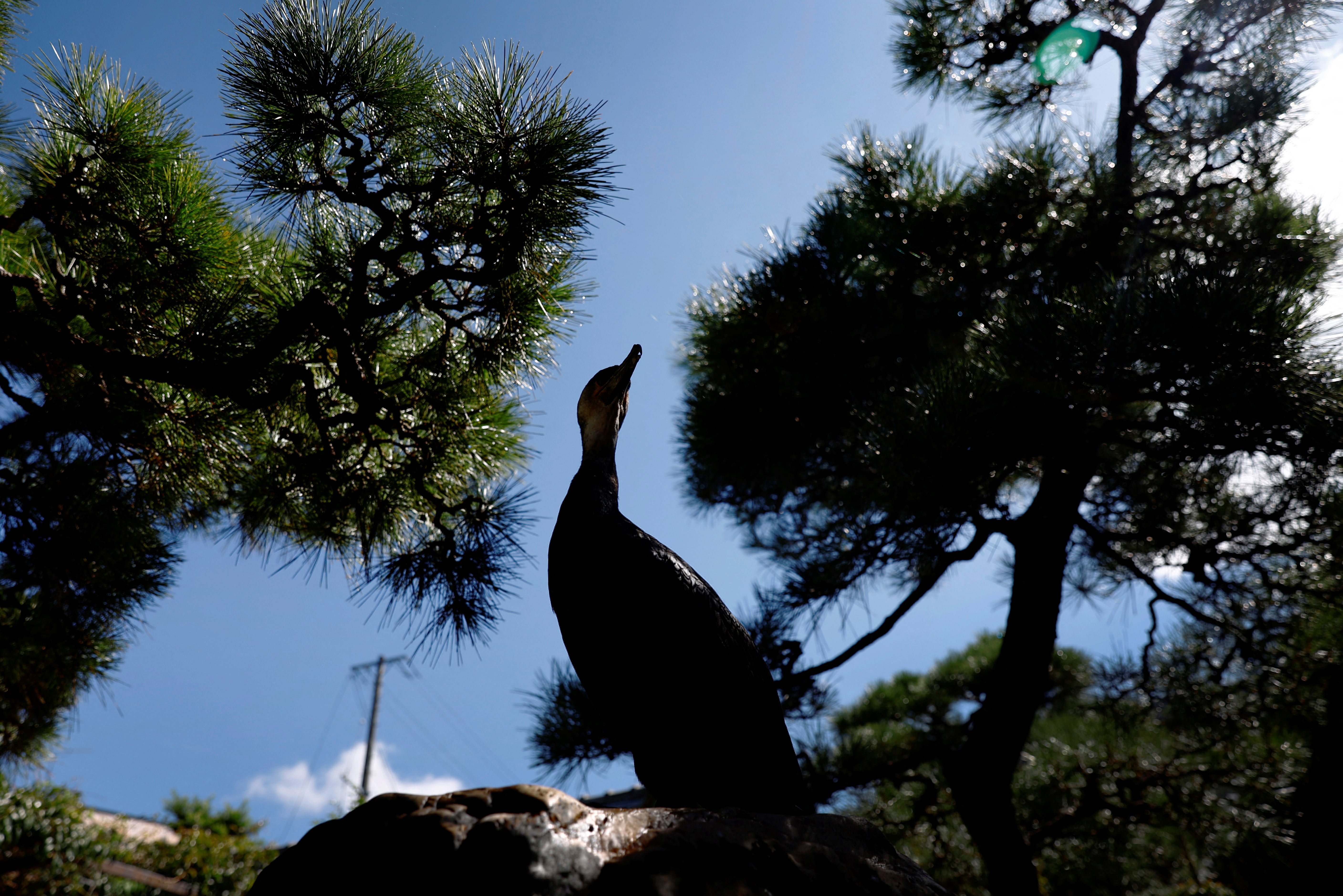 A cormorant belonging to Youichiro Adachi, rests in a garden at his house