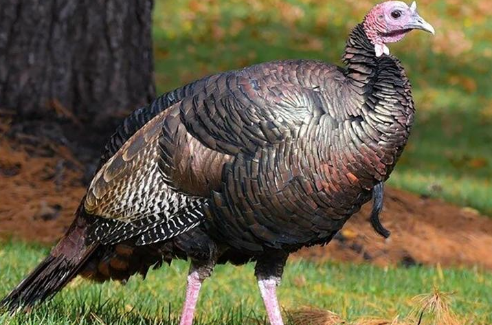 <p>‘Turkules’ the wild turkey’s reign over a New Jersey town has come to an end</p>
