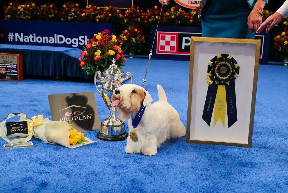 Who won the 2023 National Dog Show? - Vimarsana News