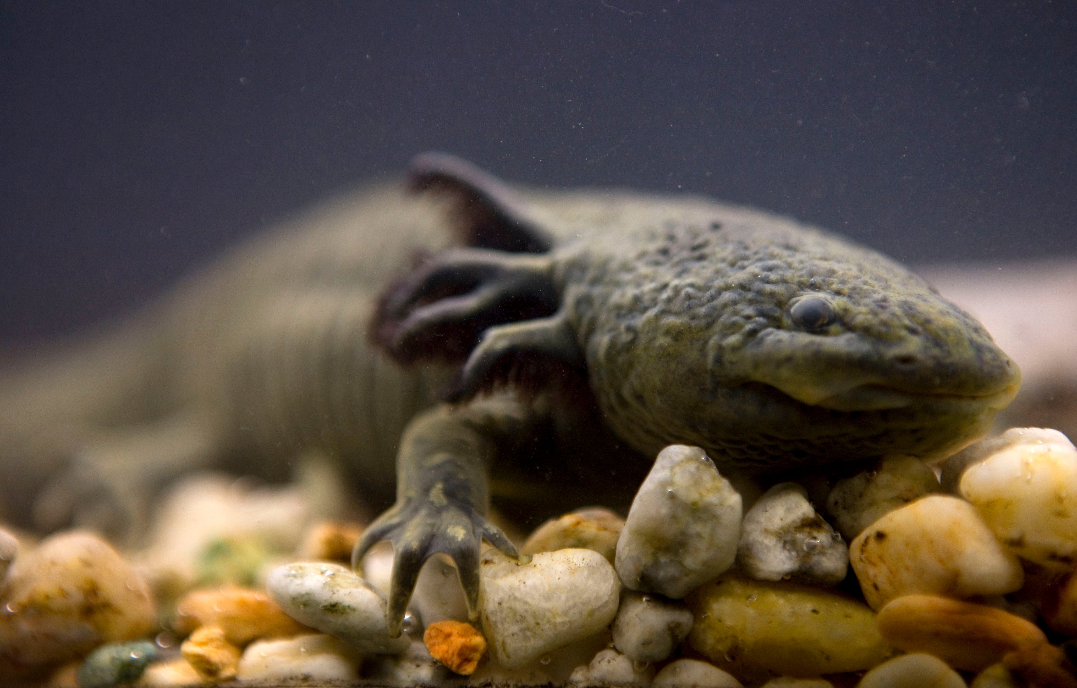 An Axolotl swims in a tank at the Chapultepec Zoo, in Mexico City