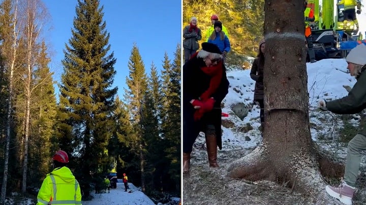 The tree is cut down in Norway