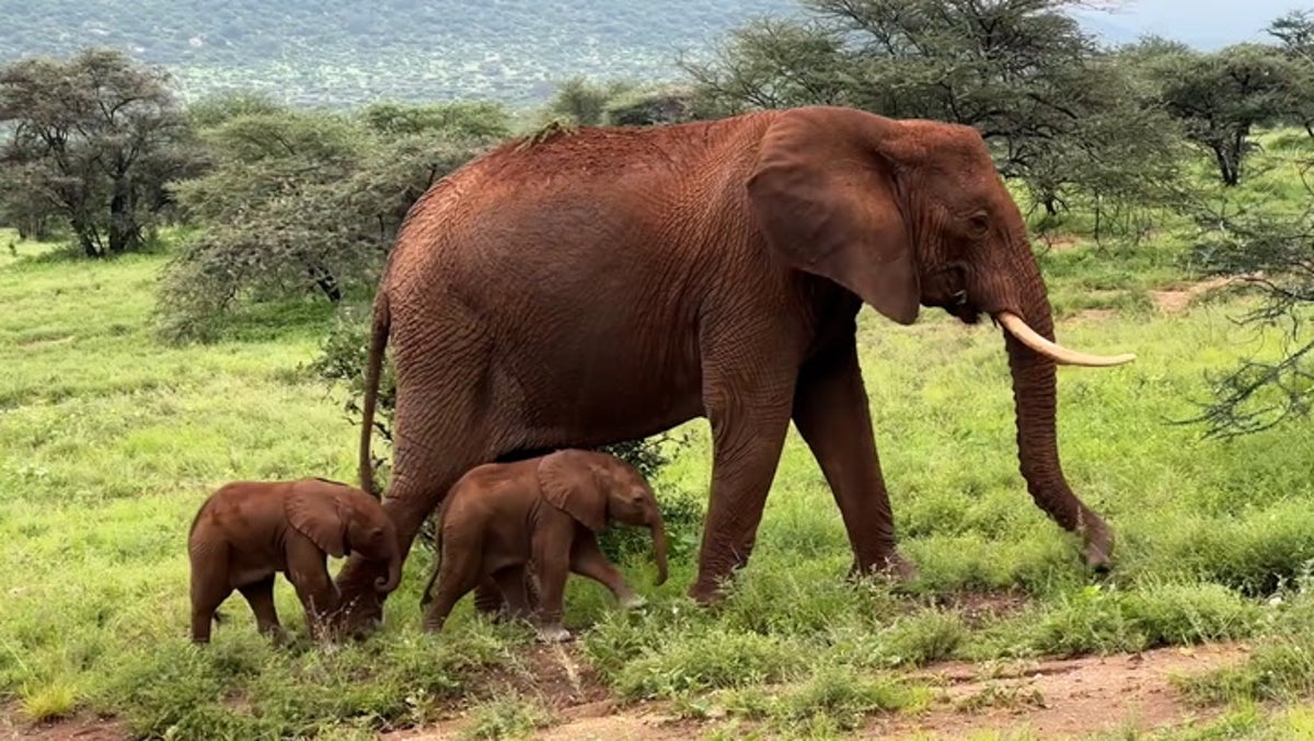 Endangered elephant in Kenya gives birth to rare set of twins