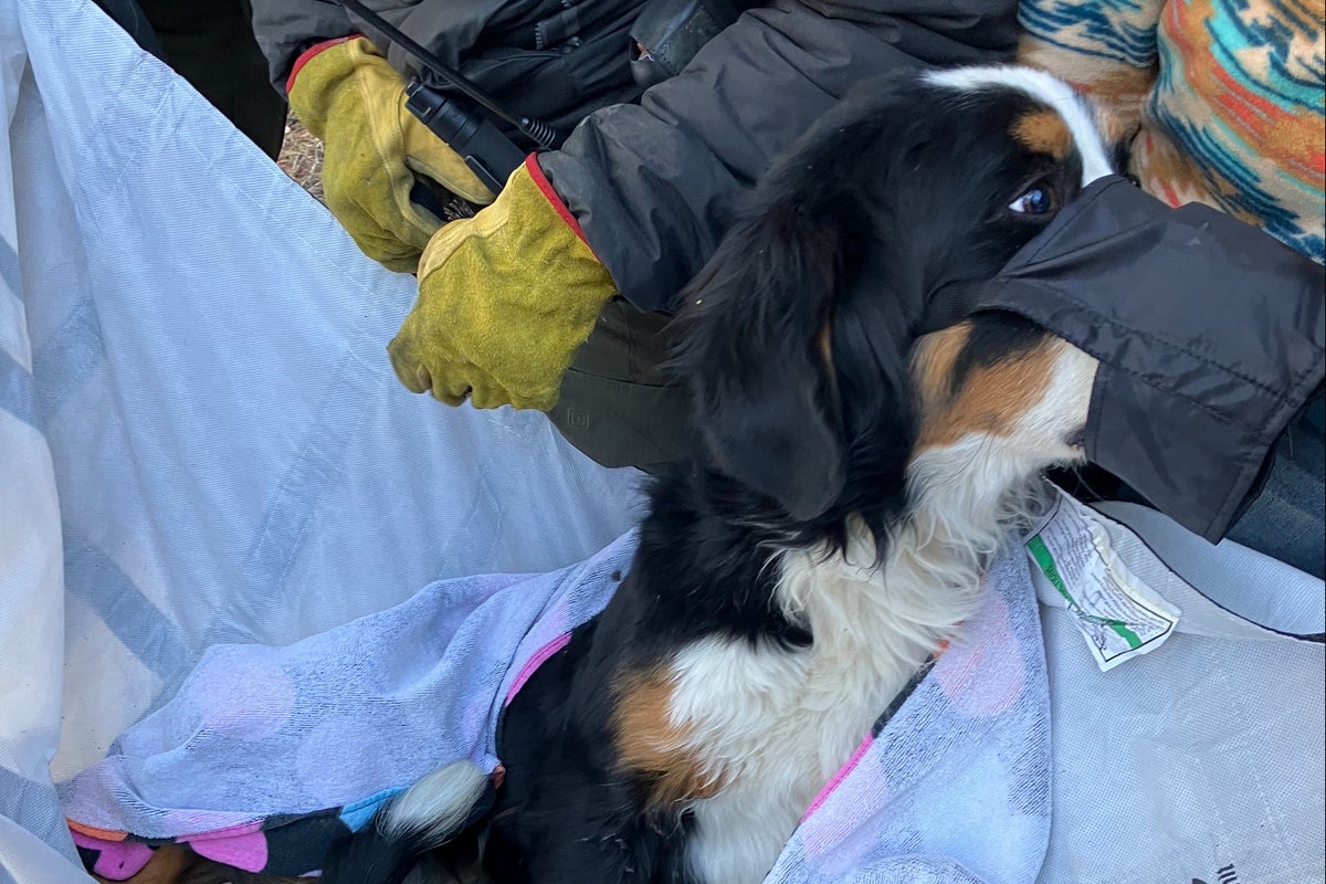 Hikers find dog missing for two months on mountain trail