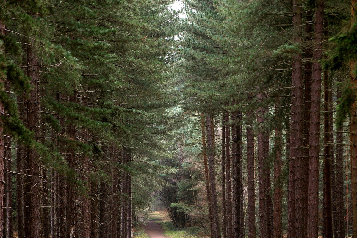 Summer droughts throw future of 1,000-year-old Robin Hood tree into question
