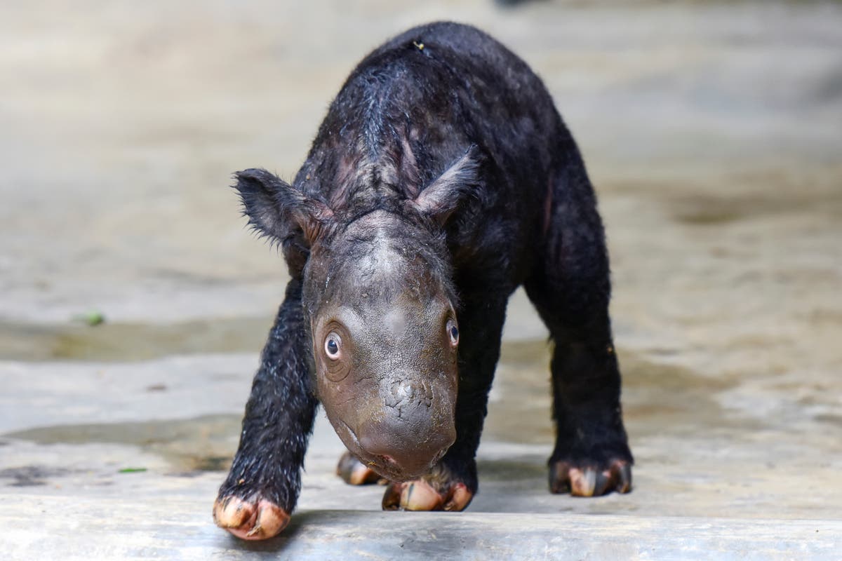 Критично застрашен суматрански носорог на име Далила се ражда успешно в Индонезия