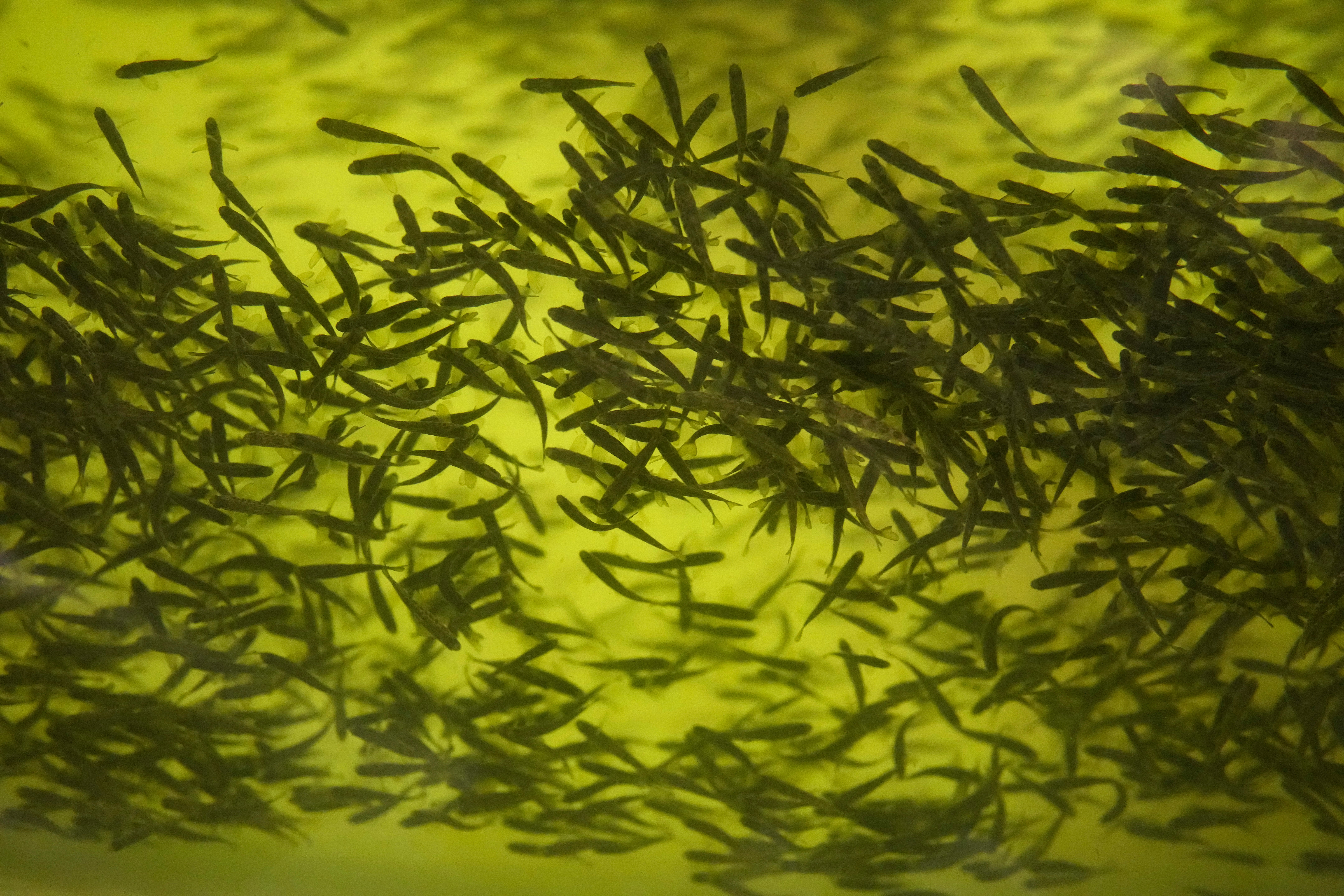 DEMANDA DE PROTEÍNAS-GRANJAS PISCÍCOLAS