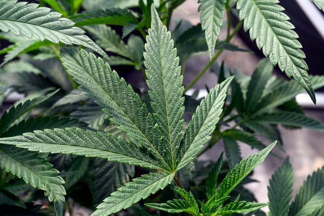 <p> Marijuana plants at a growing facility </p>