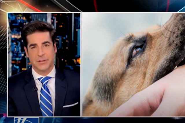 <p>The Fox News host says he was bitten by a dog over Thanksgiving </p>