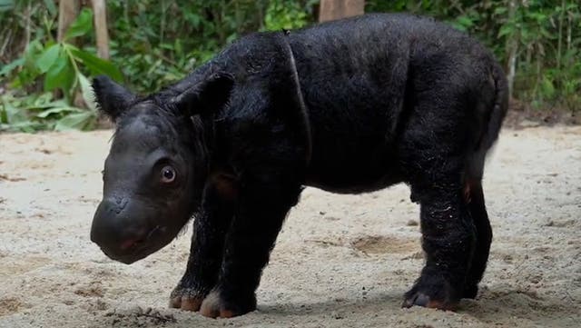 <p>Critically endangered Sumatran rhino born on Indonesian island.</p>