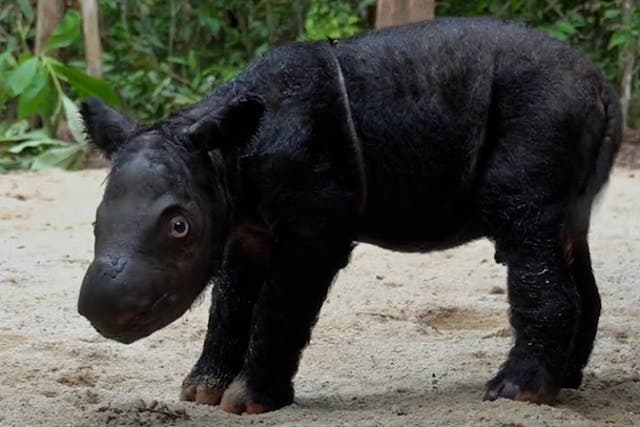 <p>Critically endangered Sumatran rhino born on Indonesian island.</p>